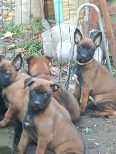 Цуценята бельгійської вівчарки