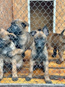 Цуценята бельгійської вівчарки