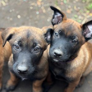 Цуценята бельгійської вівчарки