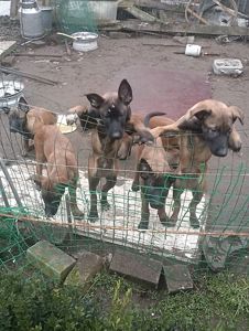 Цуценята бельгійської вівчарки