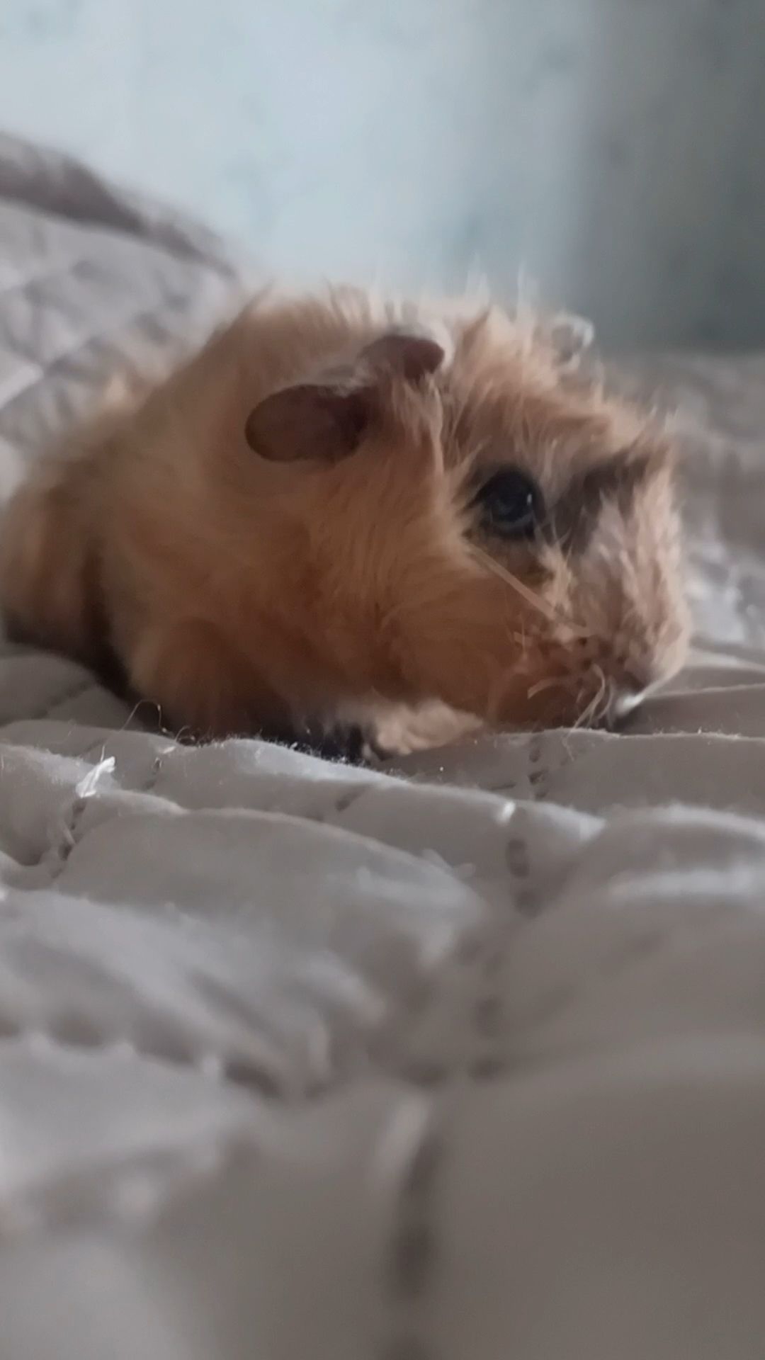 Морська свинка