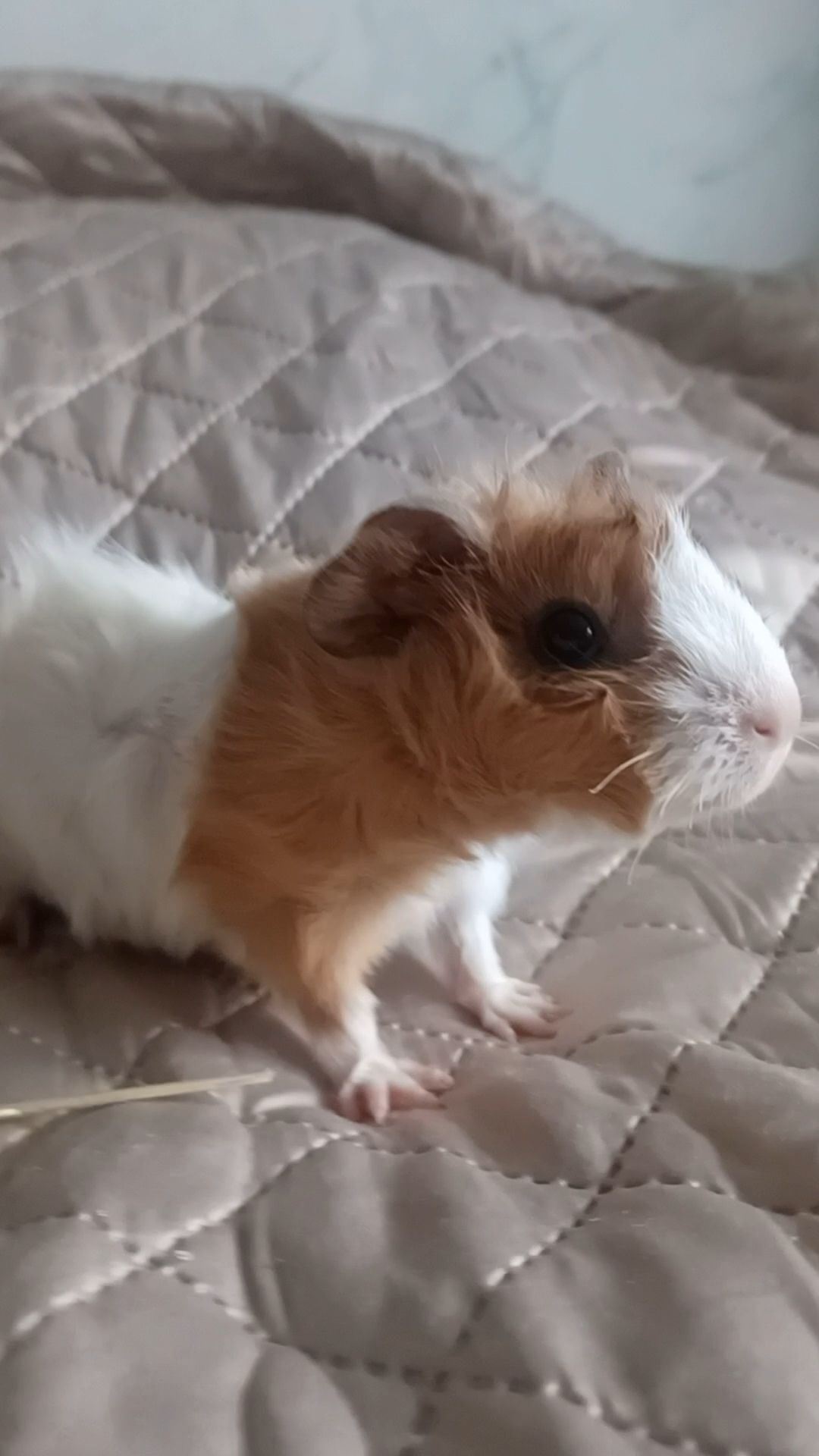 Морська свинка