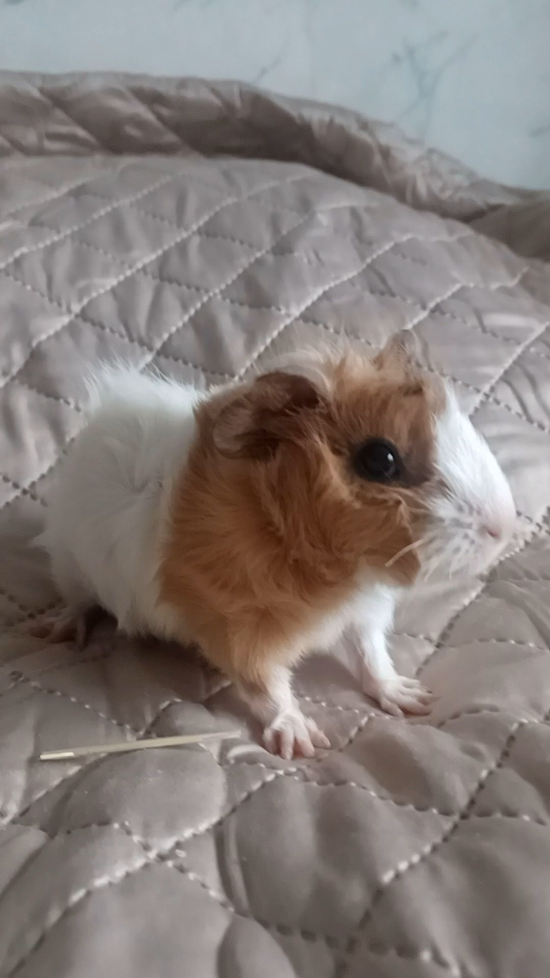 Морська свинка