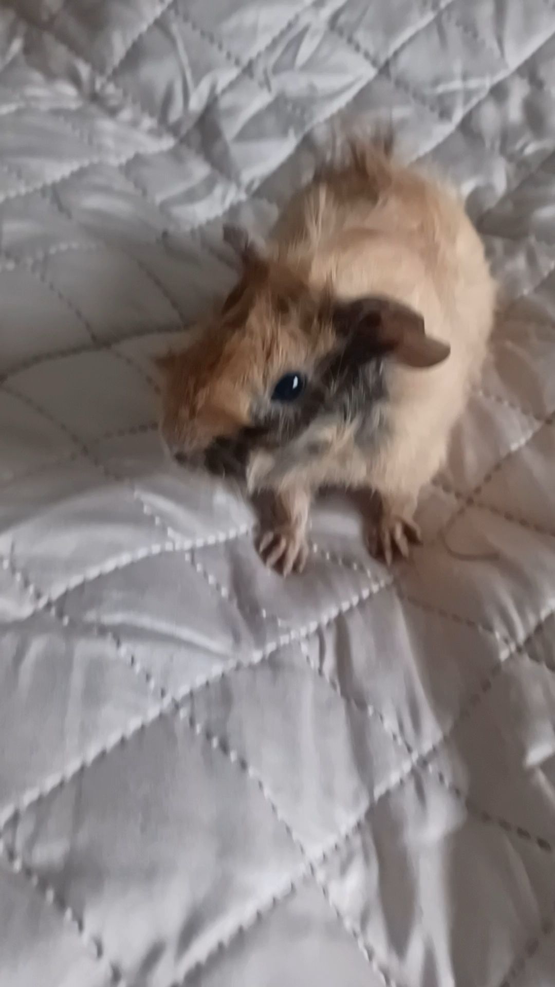 Морська свинка