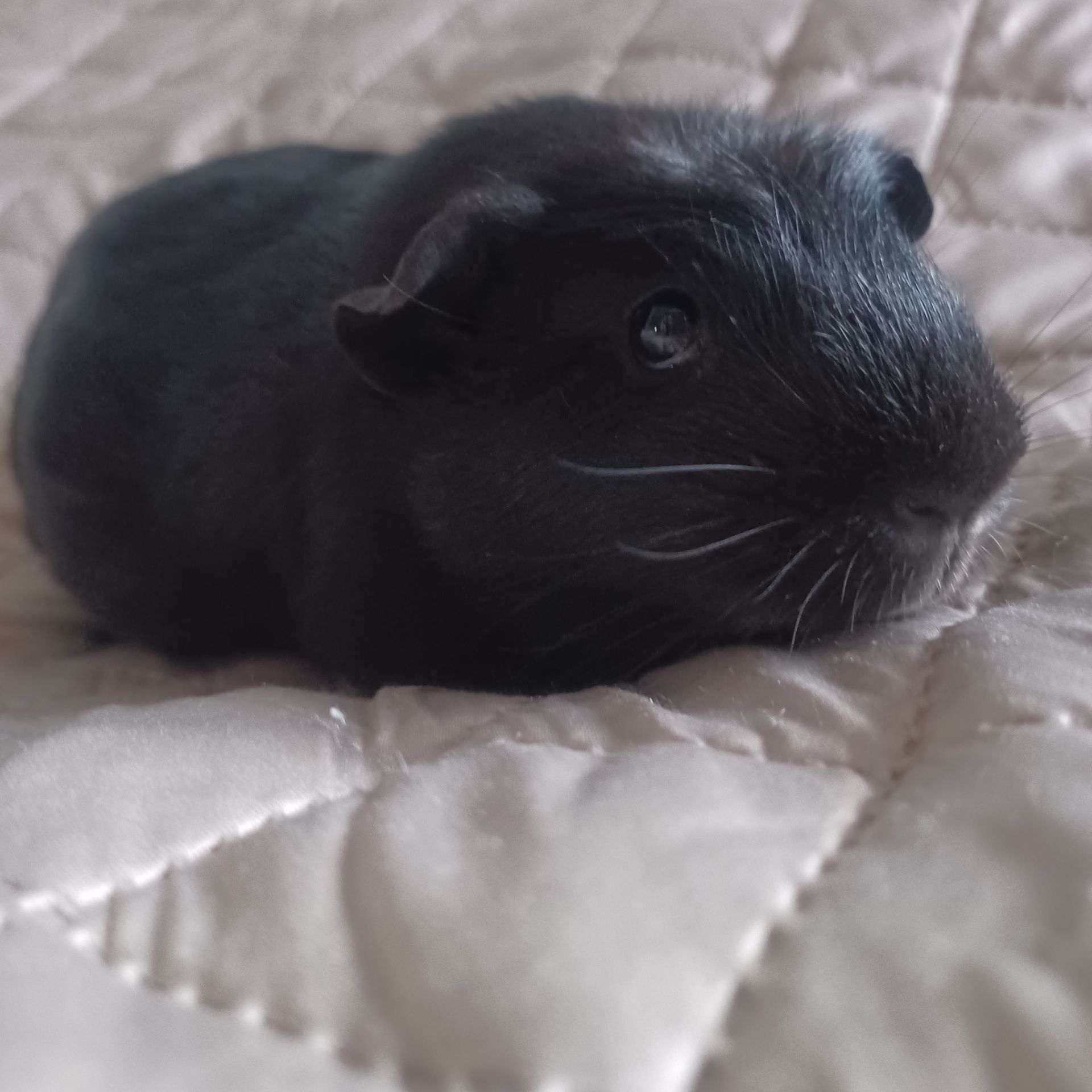 Морська свинка