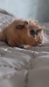 Морська свинка