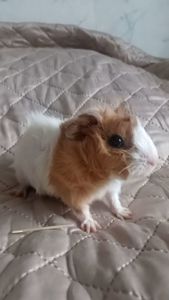 Морська свинка