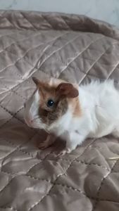 Морська свинка