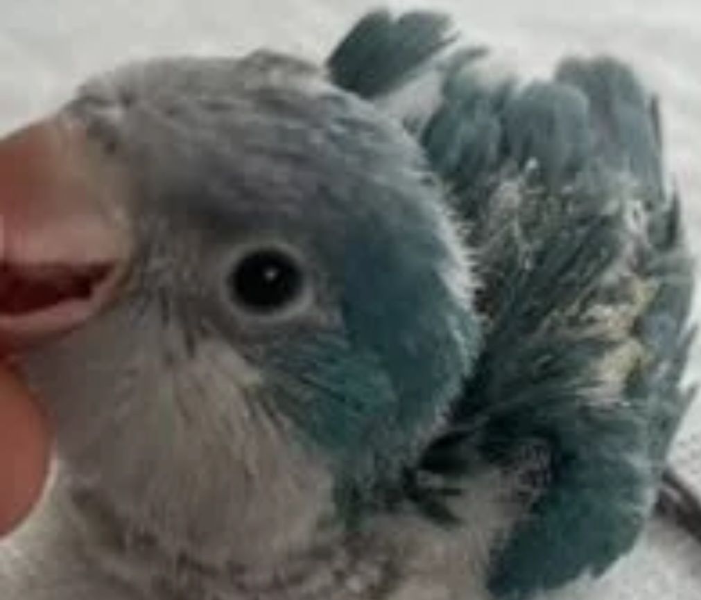 Продам Монаха