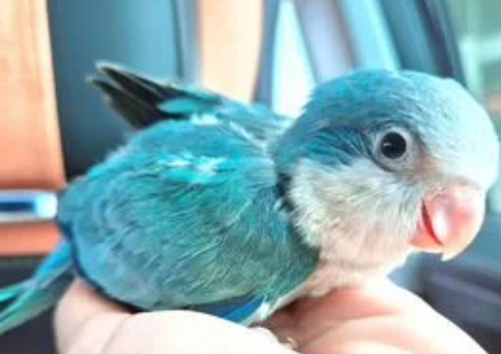 Продам Монаха