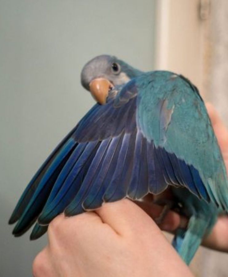 Продам Монаха