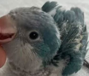 Продам Монаха