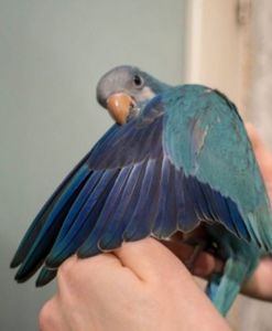 Продам Монаха