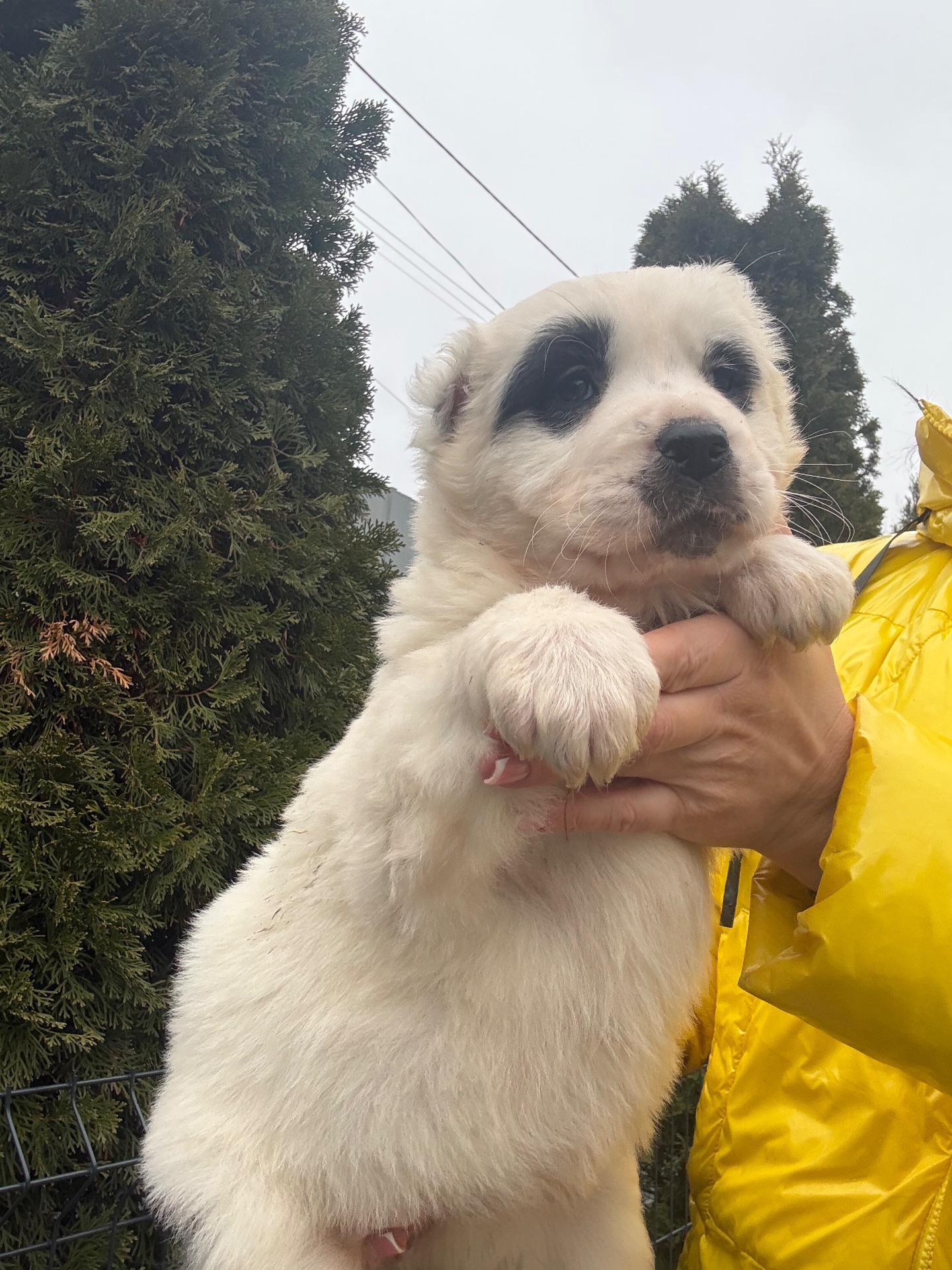 Середньоазіатська вівчарка