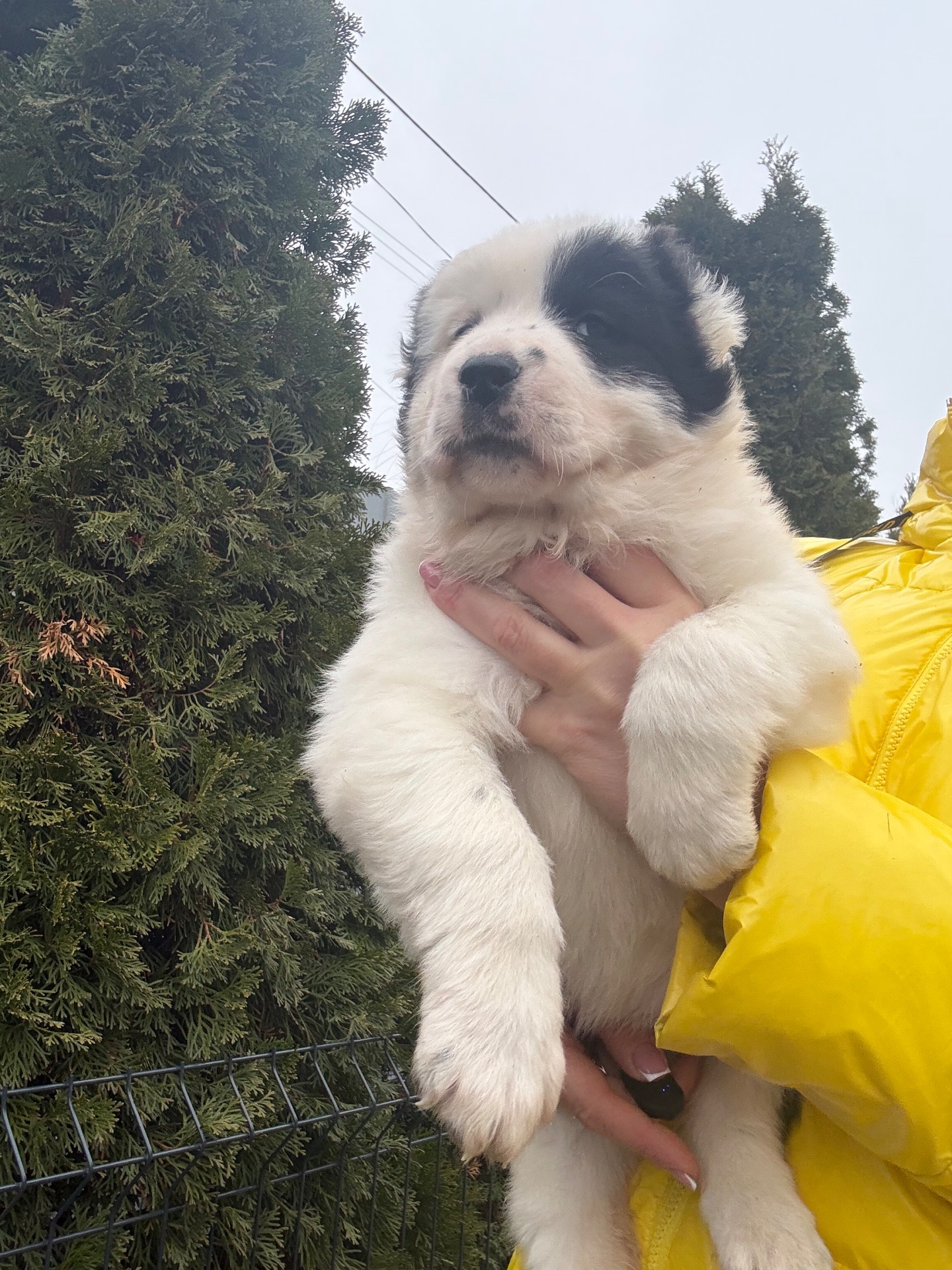 Середньоазіатська вівчарка