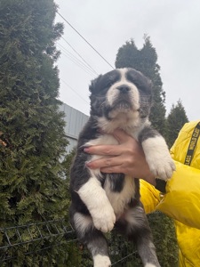 Середньоазіатська вівчарка