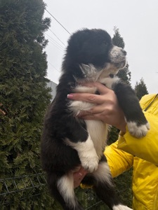 Середньоазіатська вівчарка