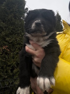 Середньоазіатська вівчарка