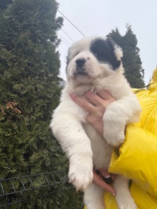 Середньоазіатська вівчарка