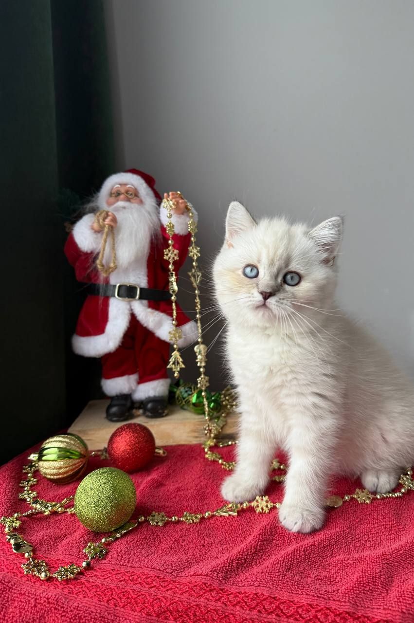 Котенок шотландский поинт Scottish Scottish