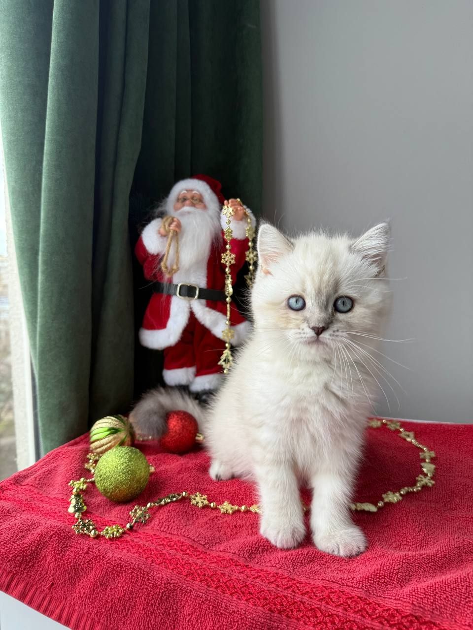 Котенок шотландский поинт Scottish Scottish