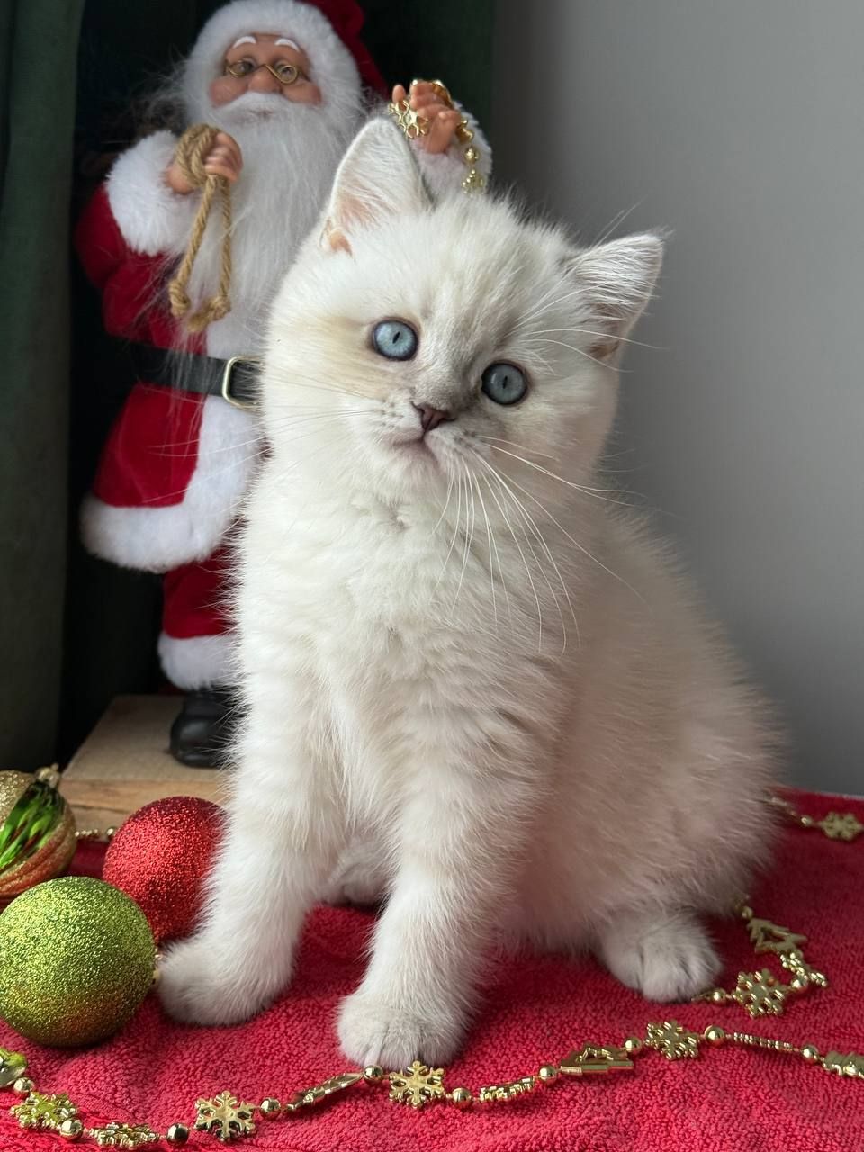 Котенок шотландский поинт Scottish Scottish