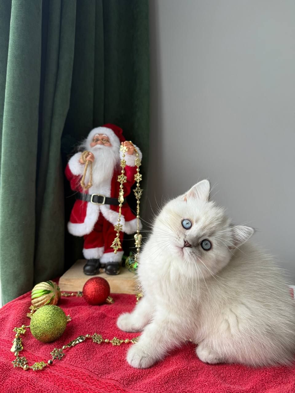 Котенок шотландский поинт Scottish Scottish