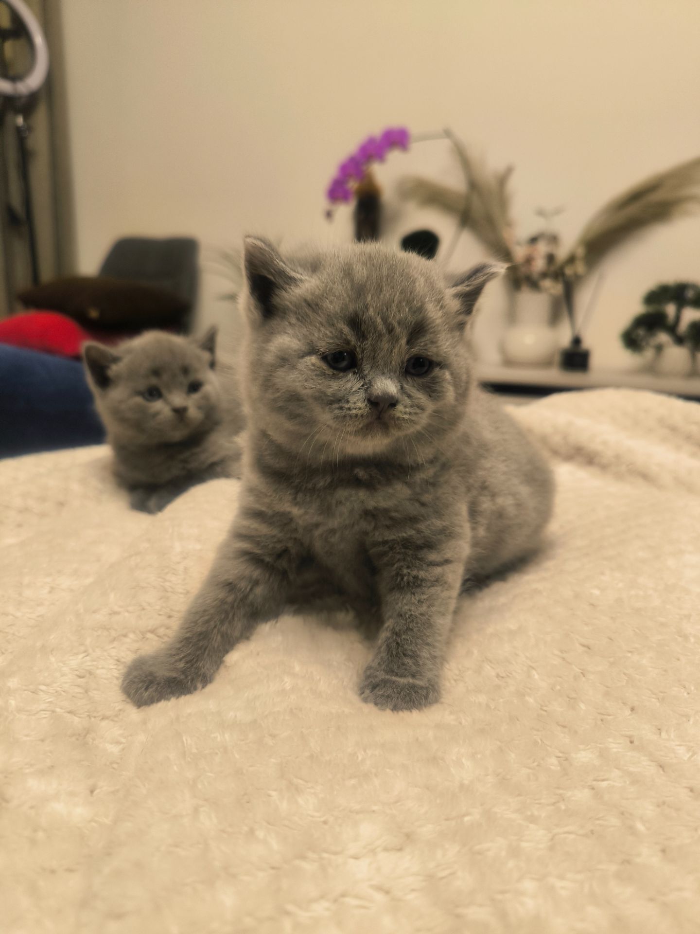 Котята Страйт Фолд Шотландські, британські красиві породисті, не дорого