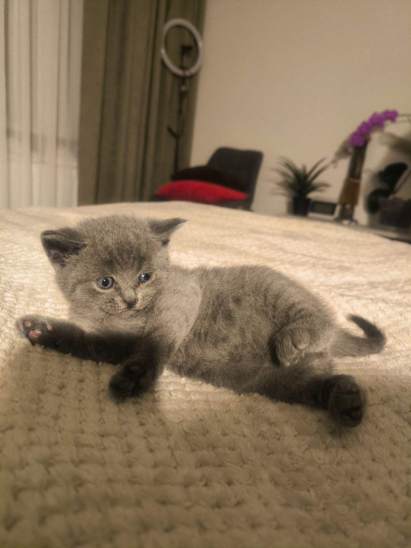 Котята Страйт Фолд Шотландські, британські красиві породисті, не дорого