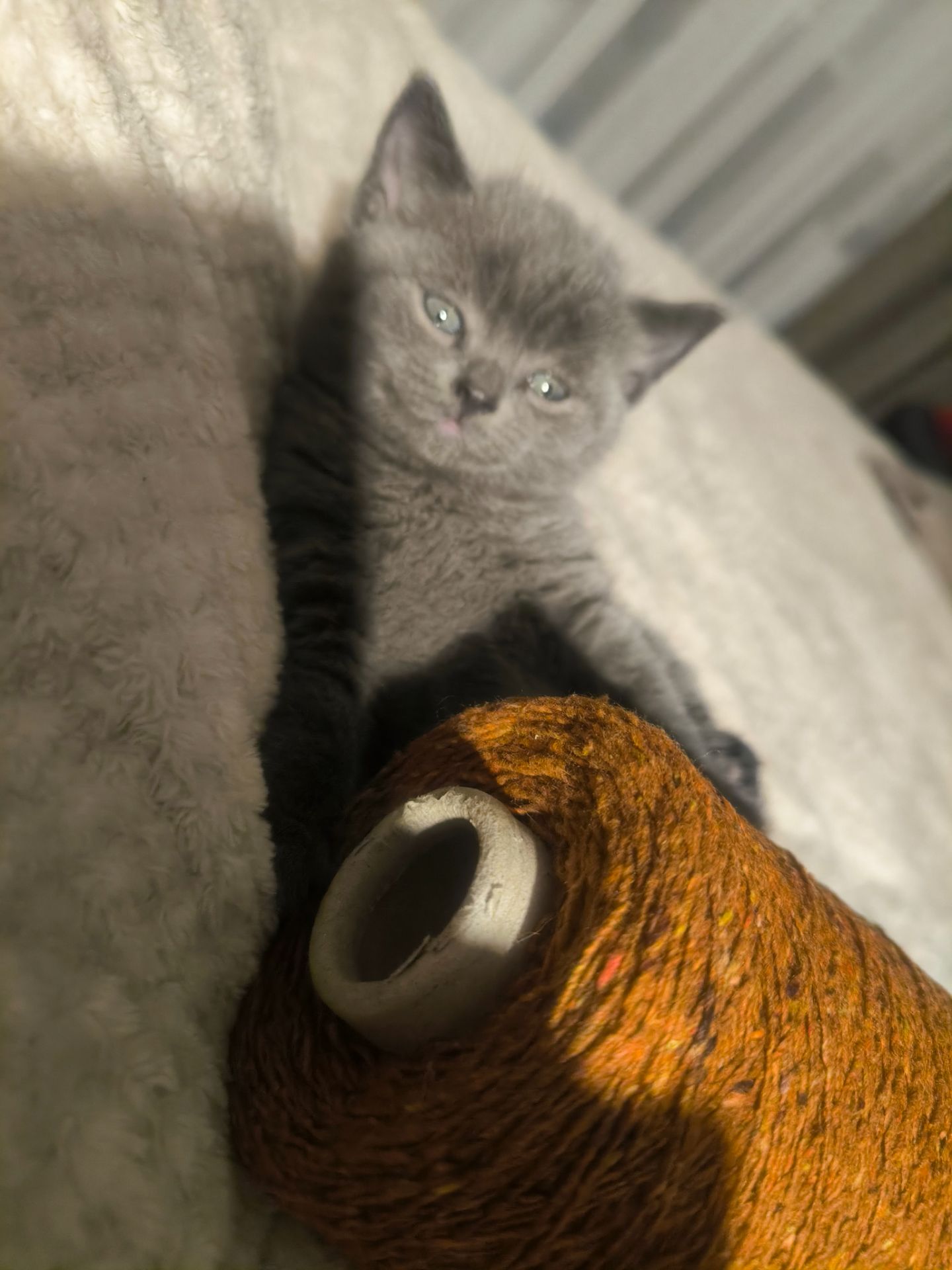 Котята Страйт Фолд Шотландські, британські красиві породисті, не дорого