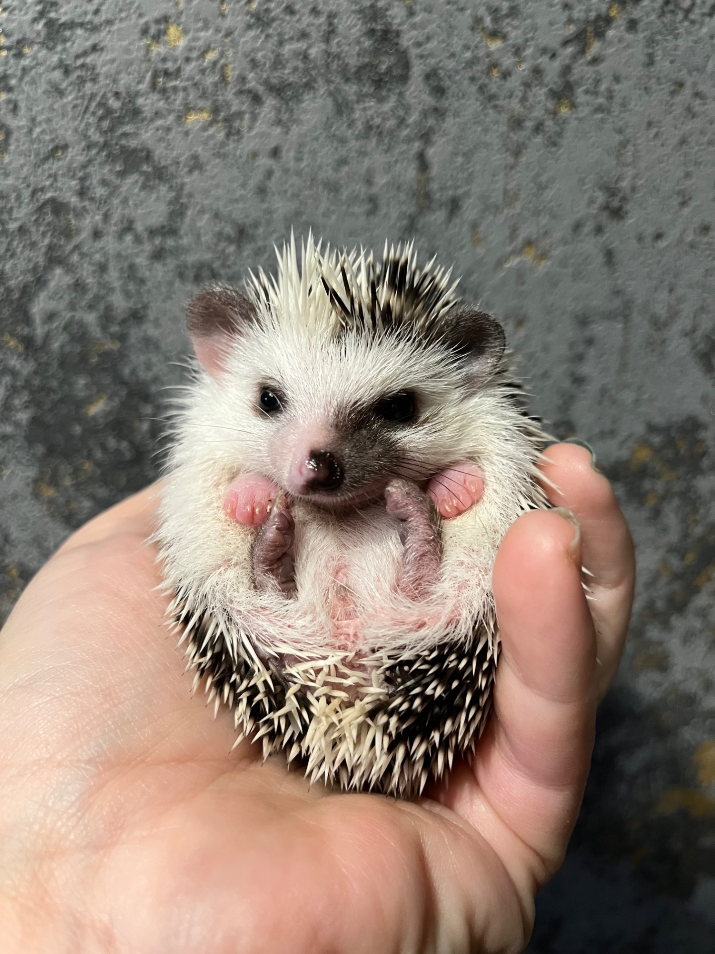 Африканські їжачки