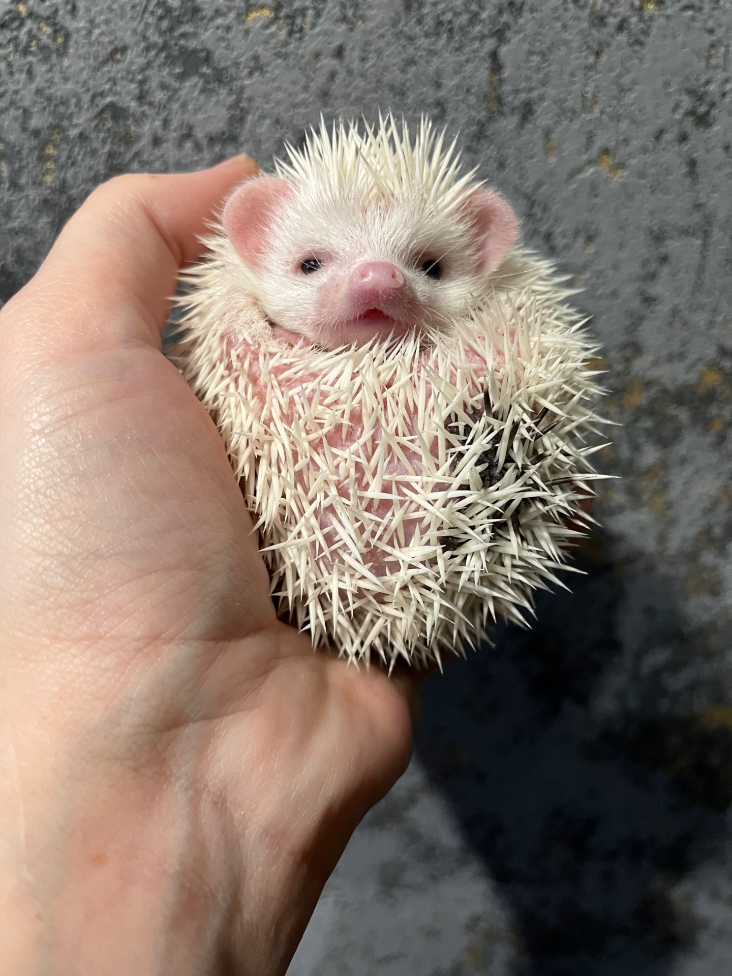 Африканські їжачки