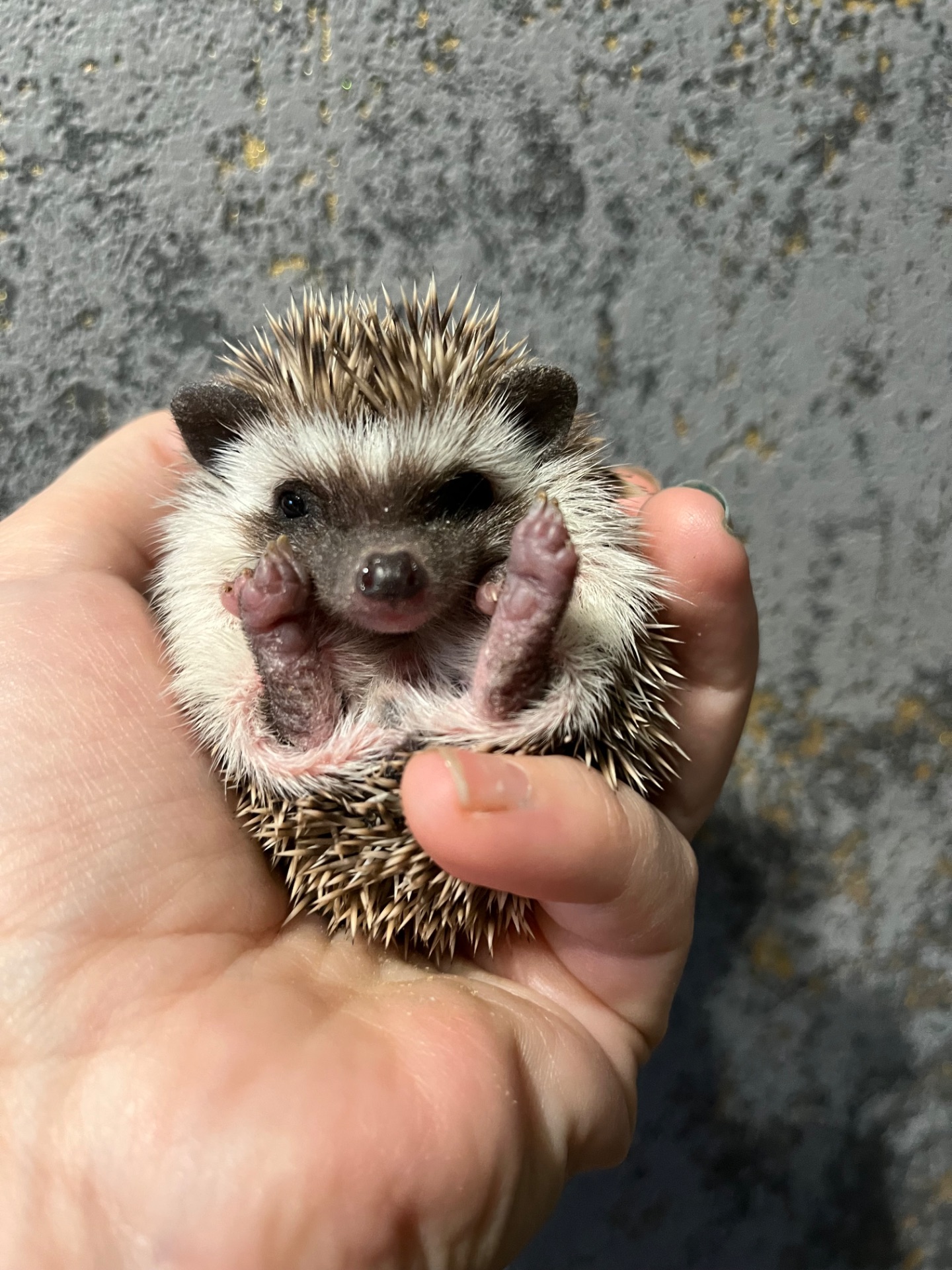 Африканські їжачки