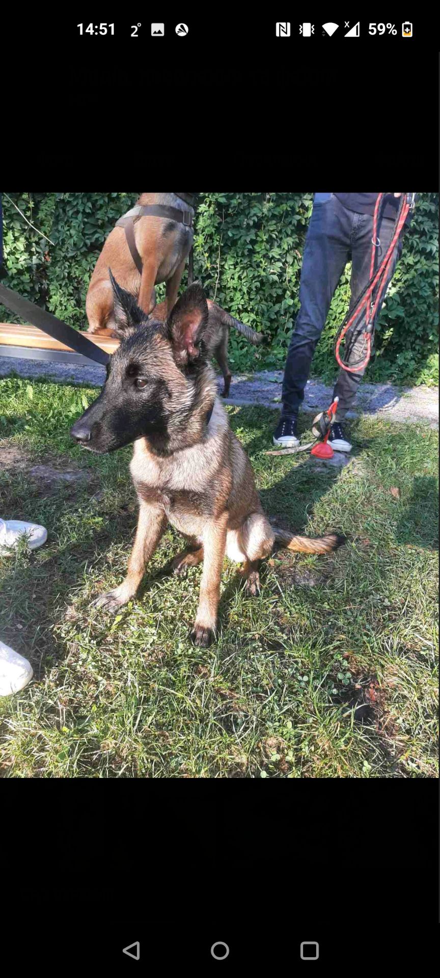 Цуценята Малінуа