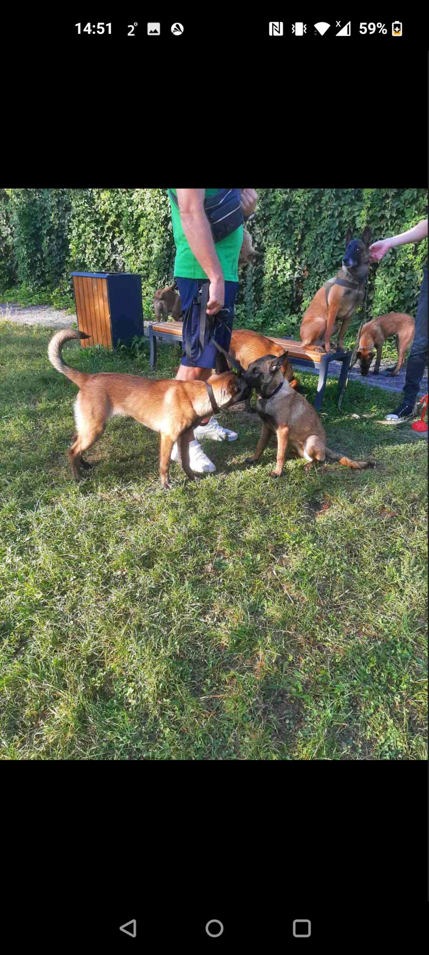 Цуценята Малінуа