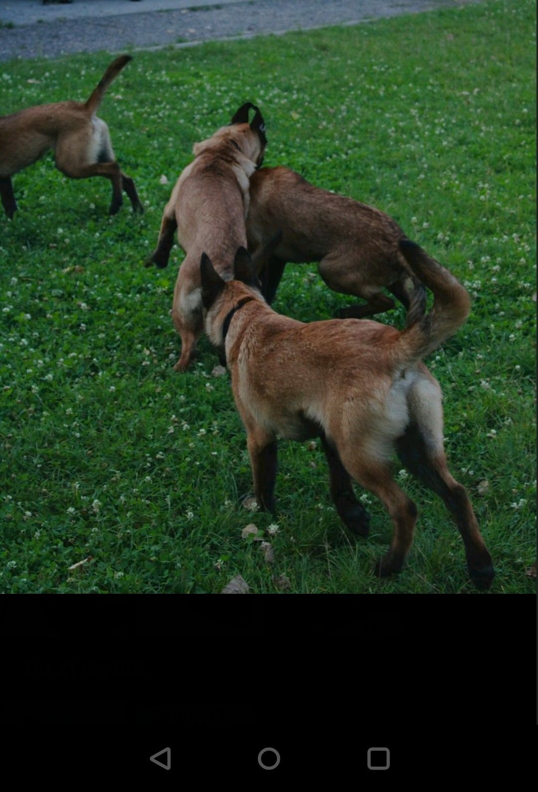 Цуценята Малінуа