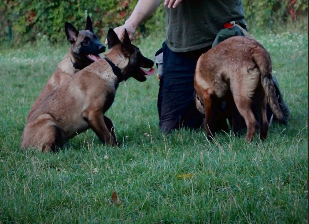 Цуценята Малінуа