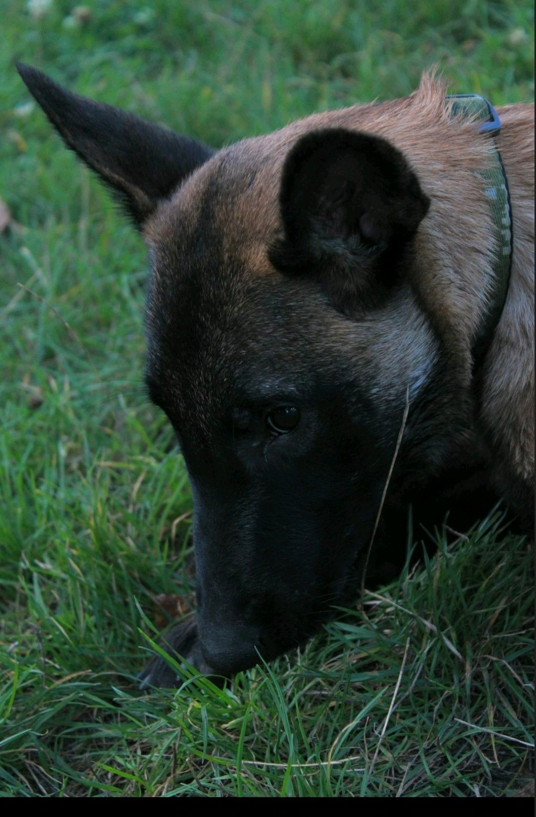 Цуценята Малінуа