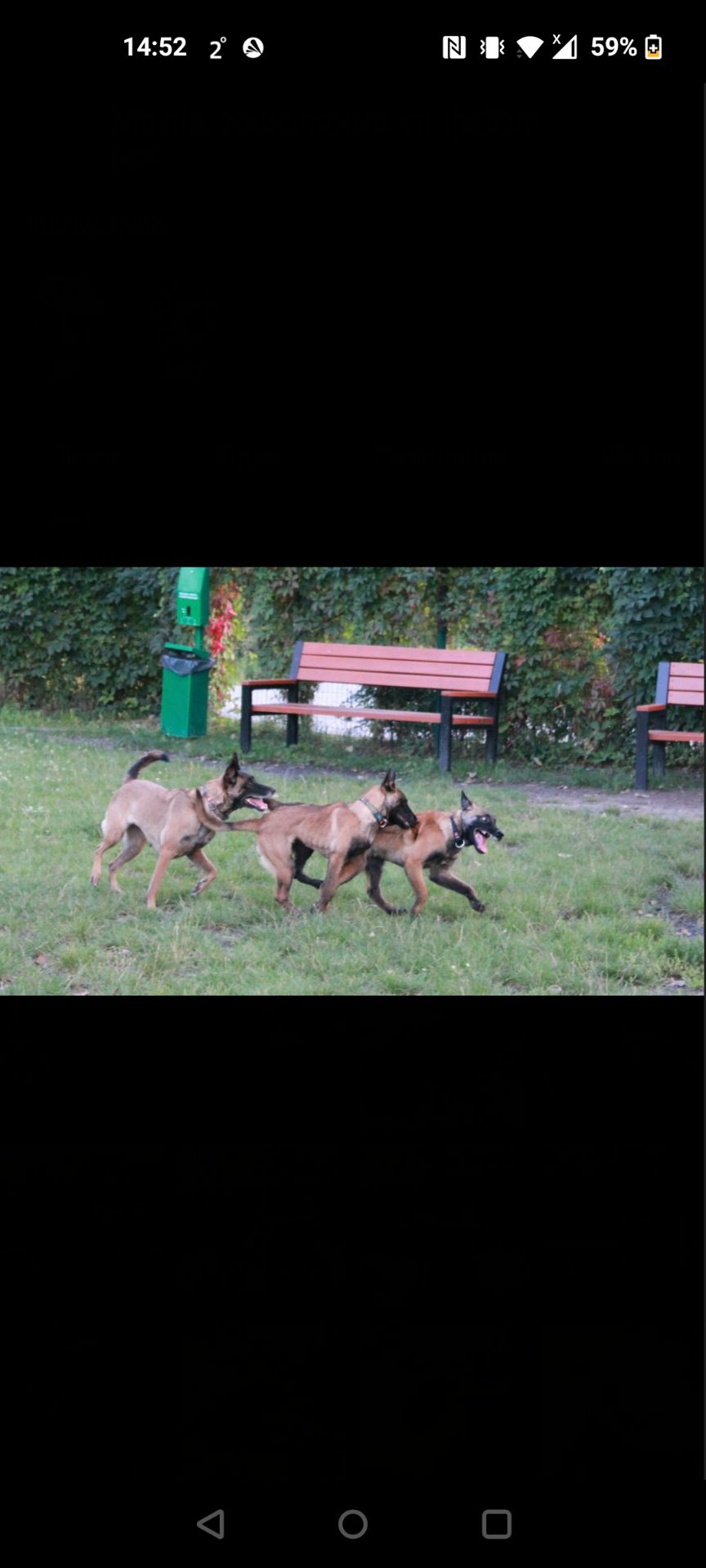 Цуценята Малінуа