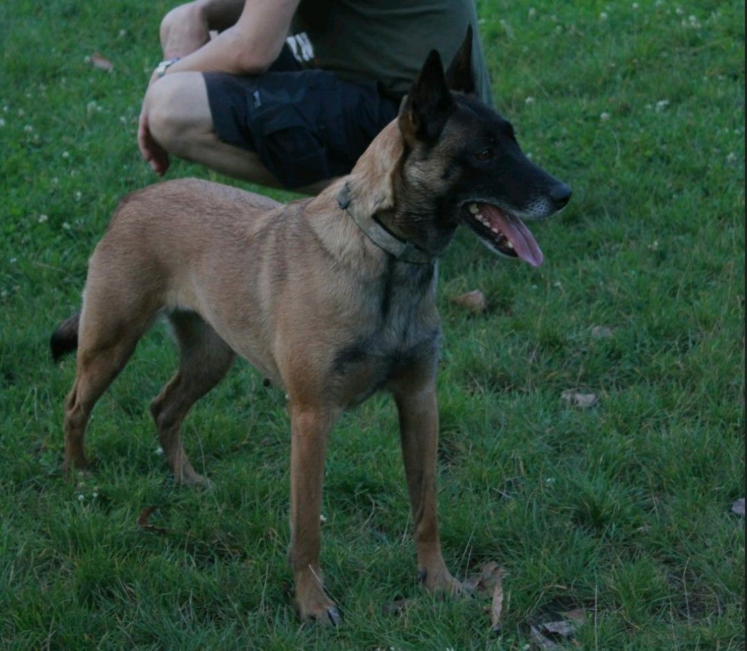 Цуценята Малінуа