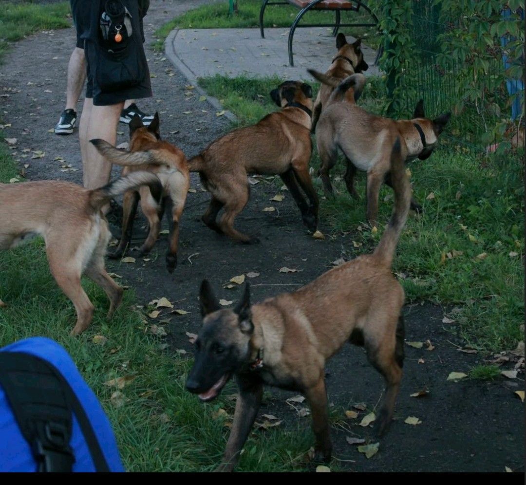 Цуценята Малінуа