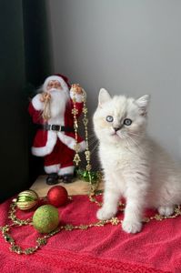 Котенок шотландский поинт Scottish Scottish