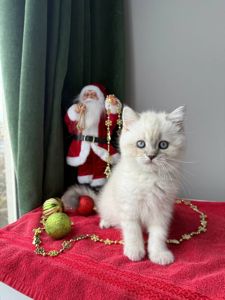 Котенок шотландский поинт Scottish Scottish