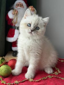 Котенок шотландский поинт Scottish Scottish