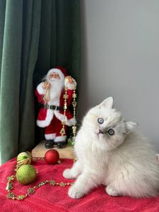 Котенок шотландский поинт Scottish Scottish