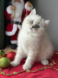 Котенок шотландский поинт Scottish Scottish