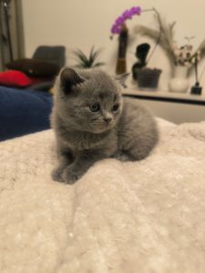 Котята Страйт Фолд Шотландські, британські красиві породисті, не дорого