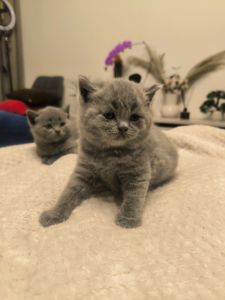 Котята Страйт Фолд Шотландські, британські красиві породисті, не дорого