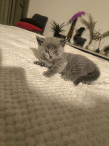 Котята Страйт Фолд Шотландські, британські красиві породисті, не дорого