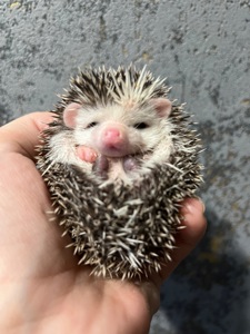 Африканські їжачки